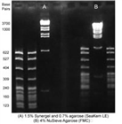 電泳凝膠Synergel